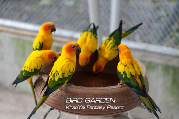 Bird Garden