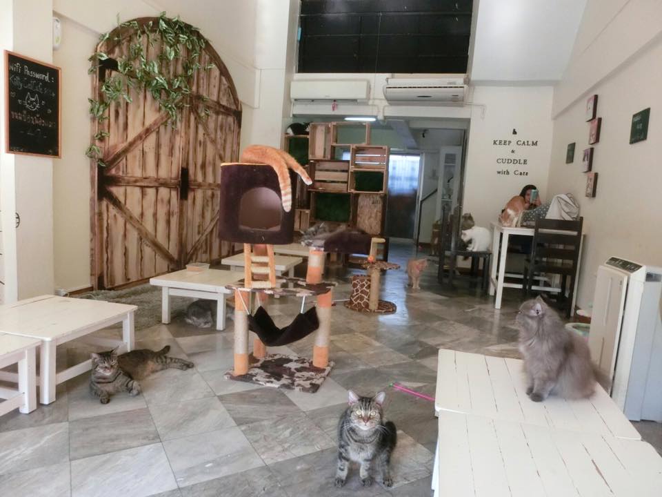 Kitty Cat Cafe (2)